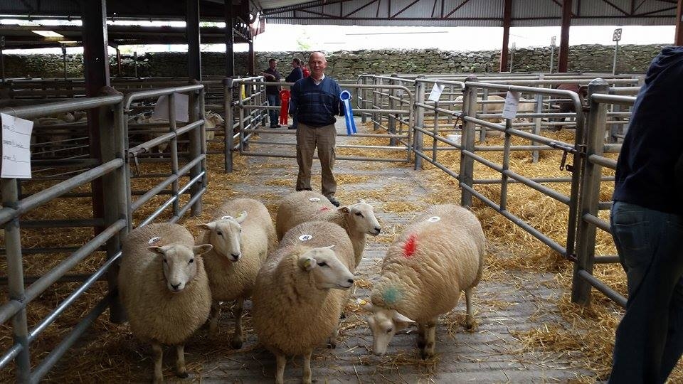 Roscommon 2015 - 1st Prize Ewe Lambs - Brendan Donnellan